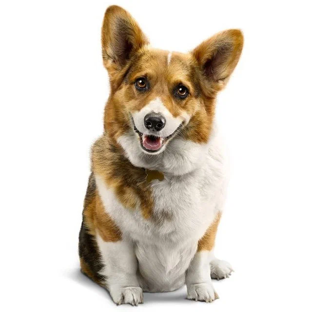 Товары для собак 