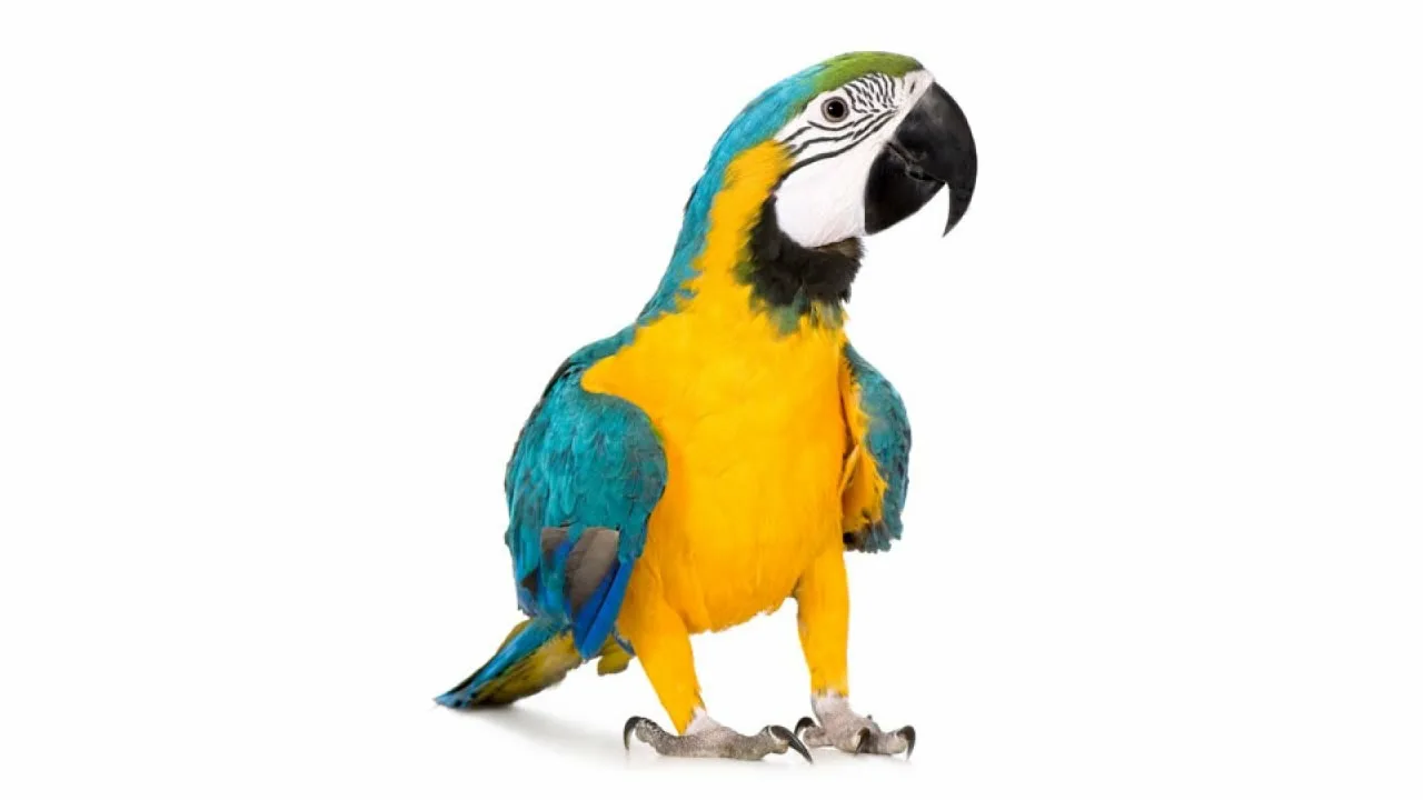 Товары для птиц